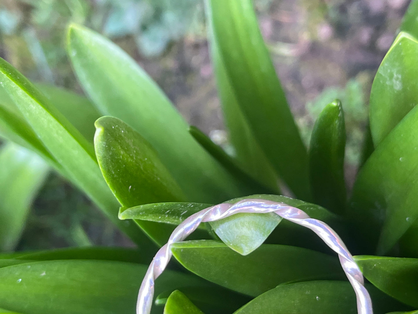 Twisted Silver Hoop Studs